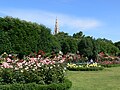 Rosenblüte in den Feldsetzungen