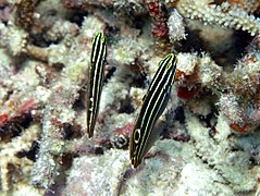 Deux gobies de Hector (Koumansetta hectori)