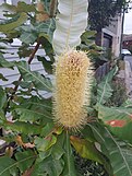 Banksia dentata