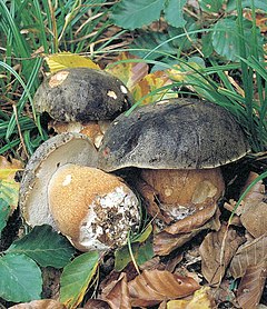 Boletus aereus: fotografijŏ