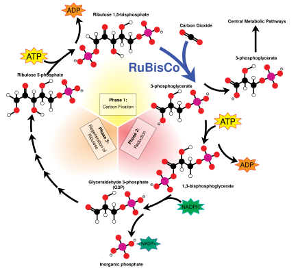 The Calvin cycle (Interactive diagram) The Calvin cycle incorporates carbon dioxide into sugar molecules.