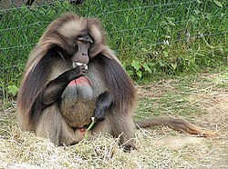 Gelada, han