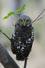 Miniatura para Glaucidium capense