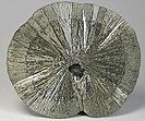 Remarkable radiating form of pyrite