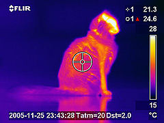 Thermographie infrarouge du chat.