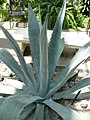 Noodah (Agave americana var. 'americana')