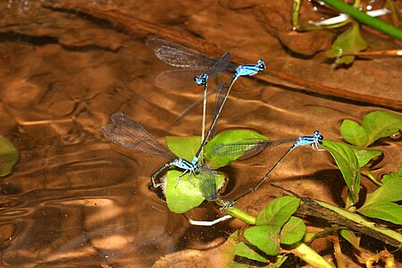 Archibasis oscillans (മുട്ടയിടുന്നു)