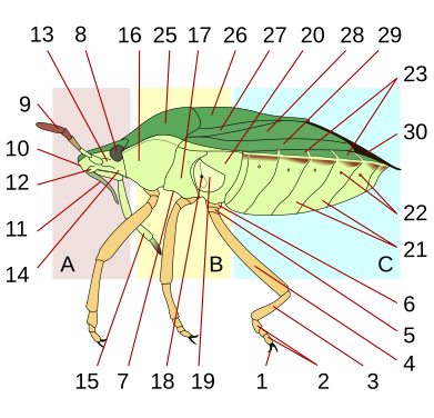 Vue latérale gauche