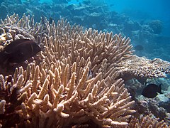 Acropora valencianesi