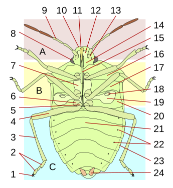 Vue ventrale