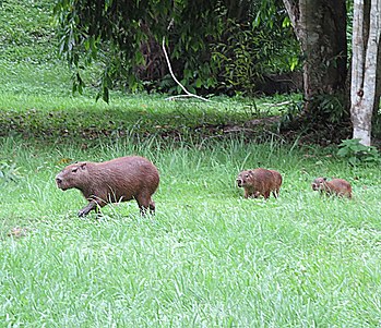 Panama-Woaterswiene (Hydrochoerus isthmius)