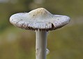 !!!Inocybe fibrosa!!!