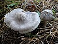 !!Tricholoma sciodes!!