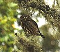 Miniatura para Glaucidium bolivianum