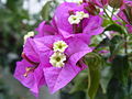 Bugenvilea lysá (Bougainvillea glabra)