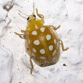 Halyzia sedecimguttata