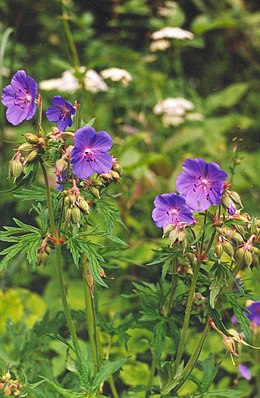 Pievinis snaputis (Geranium pratense)