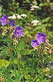 herbeja geranio (Geranium pratense)