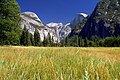 Prairie dans la vallée de Yosemite.