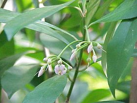 Ardisia polycephala