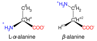 Diagrammatic comparison of the structures of β-alanine and α-alanine