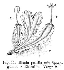 Blasia pusilla illusztráció Strasburger Lehrbuch der Botanik für Hochschulen című könyvéből, 1900