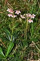 Chimaphila umbellata