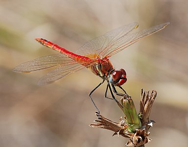 Sympetrum fonscolombii (ആൺതുമ്പി)