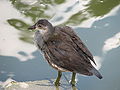 Juvénile de Gallinule poule d'eau