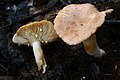 !Lactarius chrysorrheus!