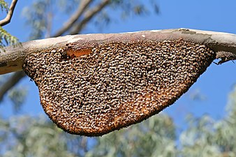 A colony of giant honey bees (A. dorsata) on their comb