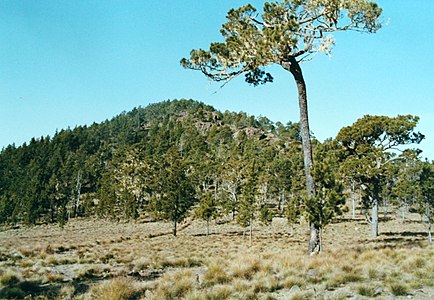 Pico Duarte is the highest summit of the Dominican Republic, the Island of Hispaniola, and the entire Caribbean.