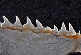 Lower teeth