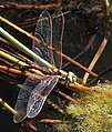 Female ovipositing