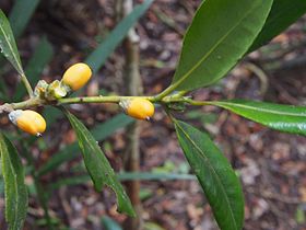 Balanops australiana.