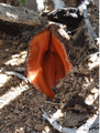 Hydnora visseri