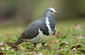 Leucosarcia melanoleuca - Brunkerville