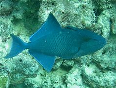 Un baliste bleu (Odonus niger)