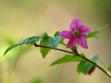 Branch and flower