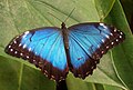 Morpho peleides