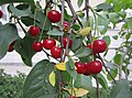 Ripe sour cherries and their leaves, Iran