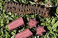 Raízes de Hydnora triceps, em Gemsbokvlei Farm, Wolfberg Road, sueste de Port Nolloth, South Africa, 2003