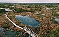 Image 23A raised bog in Ķemeri National Park, Jūrmala, Latvia, formed approximately 10,000 years ago in the postglacial period and now a tourist attraction. (from Bog)