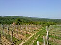 Vineyards of Kistótfalus