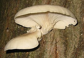 Плеврот черепичастий (Pleurotus ostreatus)