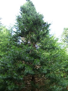 Japán ernyőfenyő (Anglia, Northumberland, Kyloe Woods)