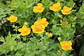 キンバイソウの群落 Trollius hondoensis