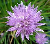 Chive flower