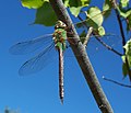 Anax junius