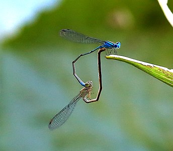 Pseudagrion microcephalum (ഇണചേരുന്നു)